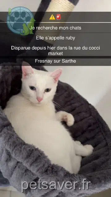 chatte lost   72130 Fresnay-sur-Sarthe Ruby