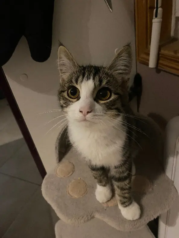 gatta persa Grande Rue 72160 Thorigné-sur-Dué Ruby gatta lost Grande Rue 72160 Thorigné-sur-Dué Ruby