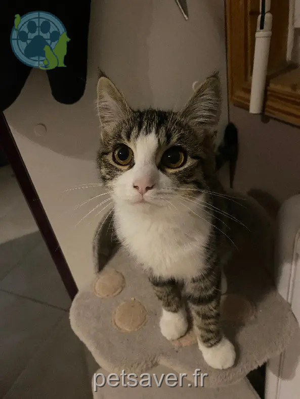 kat vermist Grande Rue 72160 Thorigné-sur-Dué Ruby kat lost Grande Rue 72160 Thorigné-sur-Dué Ruby