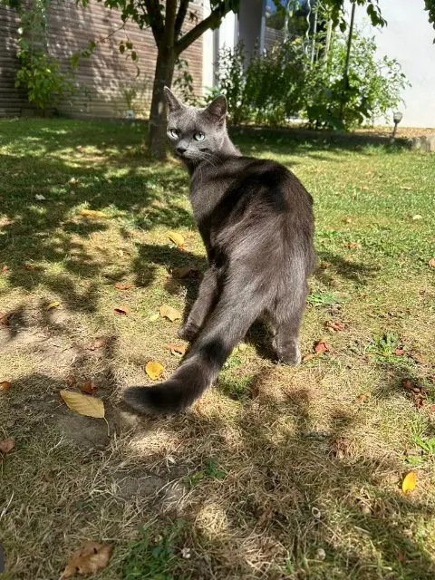 chatte lost   72610 Saint-Paterne - Le Chevain Shadow