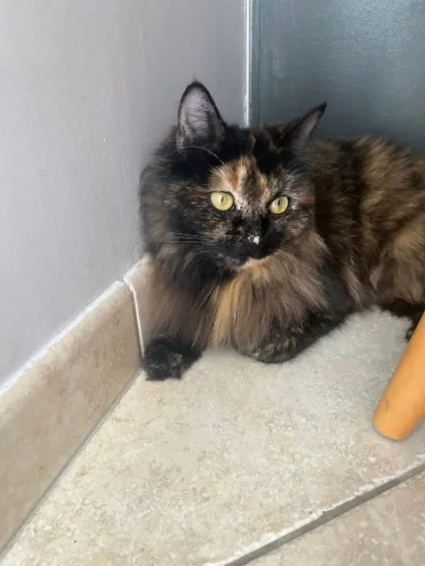 chatte lost   72220 Teloché Sansa