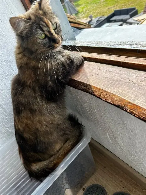 chatte lost   72110 Briosne-lès-Sables Saphyr