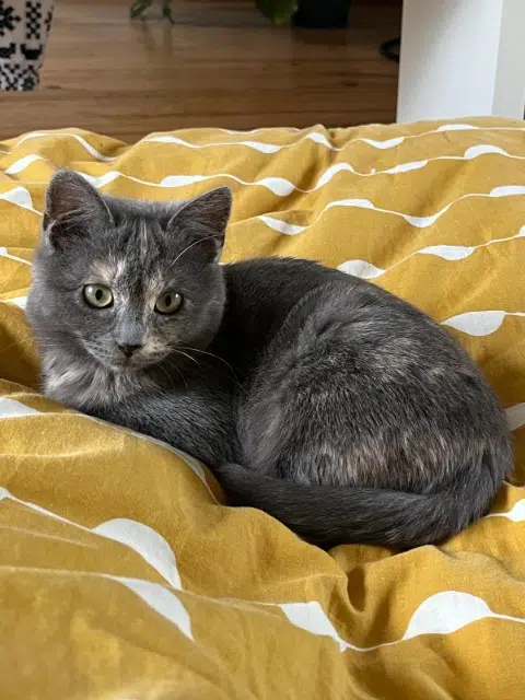 chatte lost   72430 Noyen-sur-Sarthe Serelle