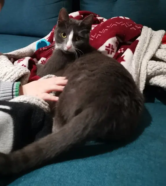 chatte lost   72270 Mézeray Titi