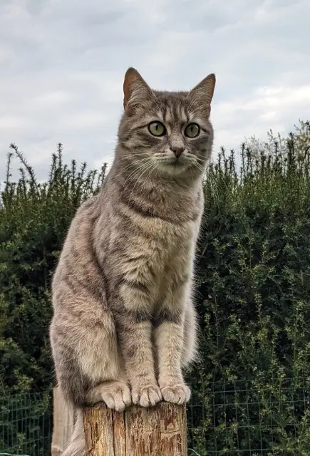 chatte lost   72650 La Chapelle-Saint-Aubin Toupie