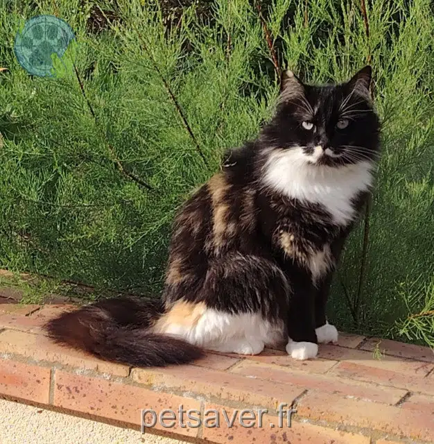 Katze lost   72440 Val-de-la-Hune Tzatziki
