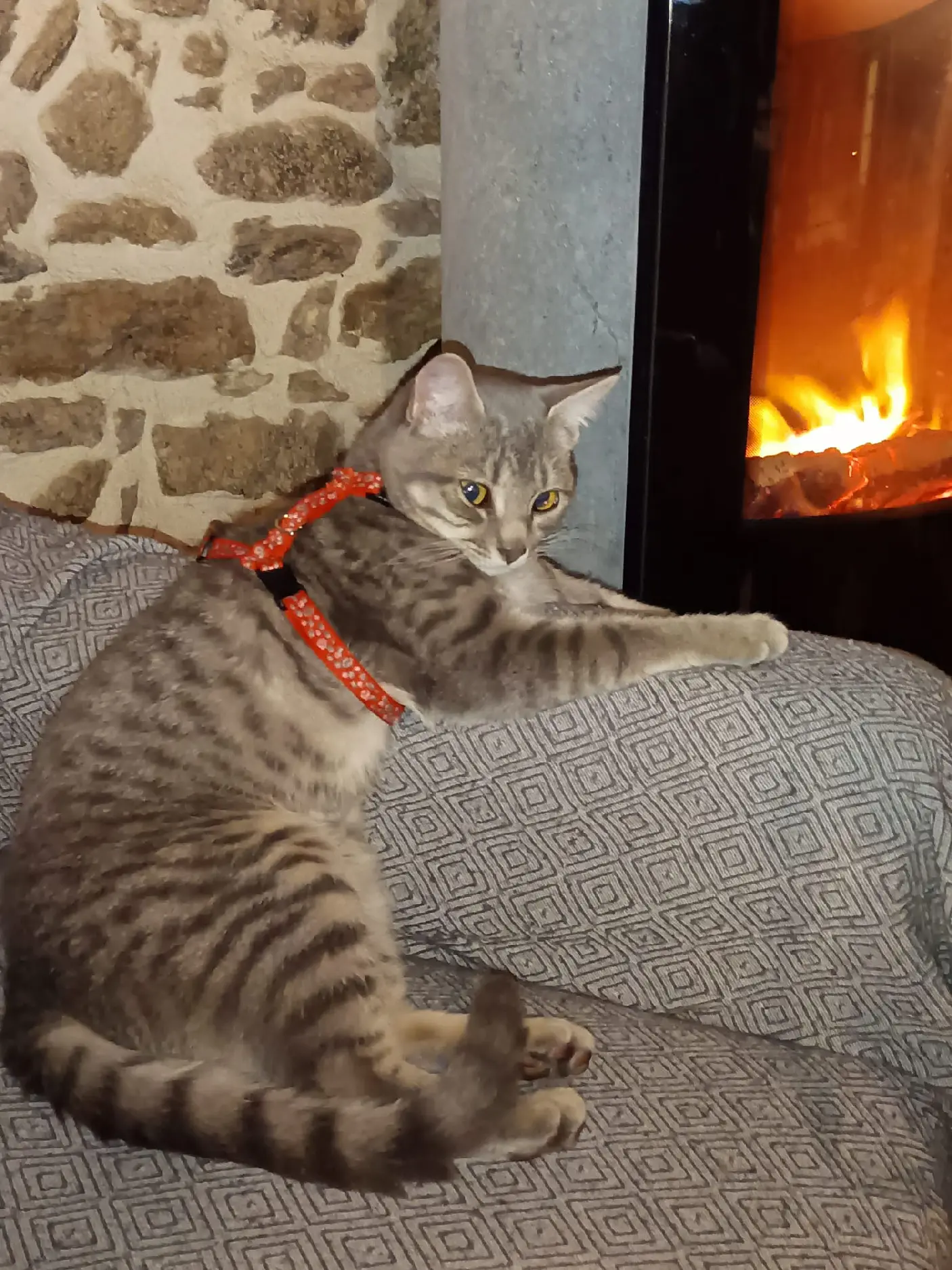 Chatte Perdue 72 Sarthe Chatte Perdue 72 Sarthe