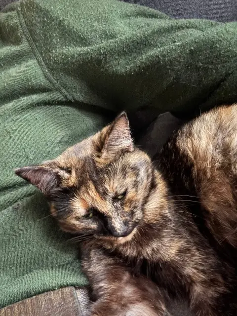 chatte lost   72170 Assé-le-Riboul Ulyss