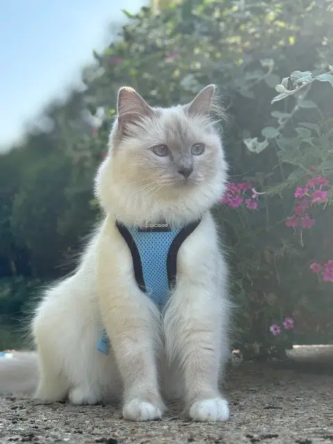 chatte lost   72330 La Fontaine-Saint-Martin Ura