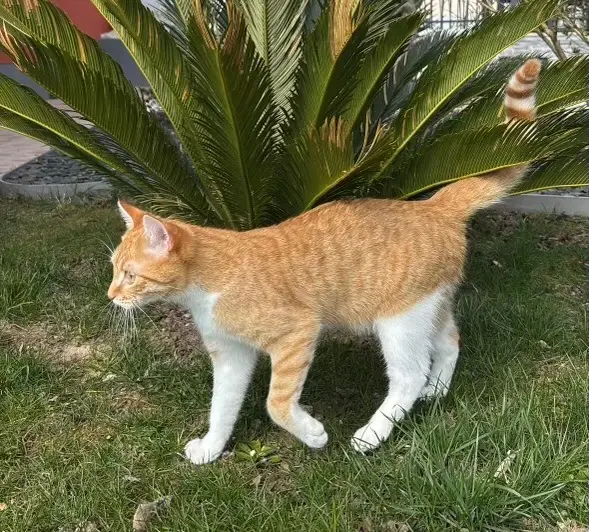 chatte lost   72800 Le Lude Vayna