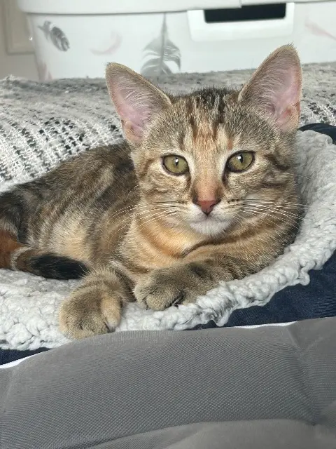 chatte lost   72600 Saint-Longis Zelda