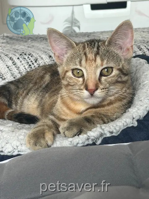 chatte perdue 72600 Saint-Longis Zelda chatte lost 72600 Saint-Longis Zelda