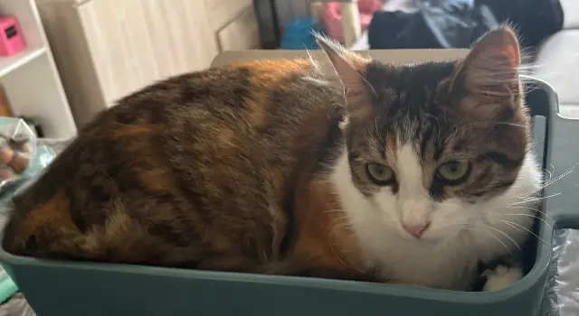 chatte lost   72350 Saint-Denis-d'Orques Zilia