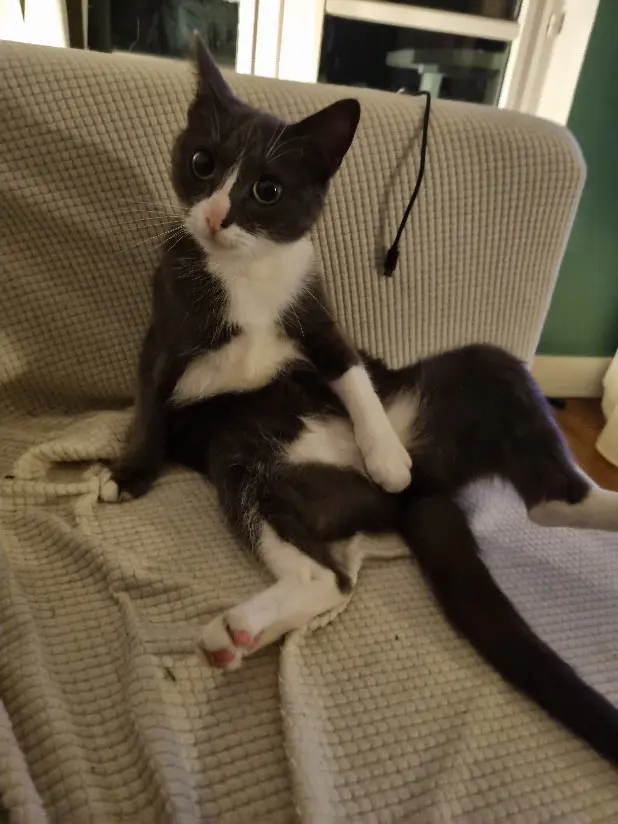 Chatte Perdue 72 Sarthe Chatte Perdue 72 Sarthe