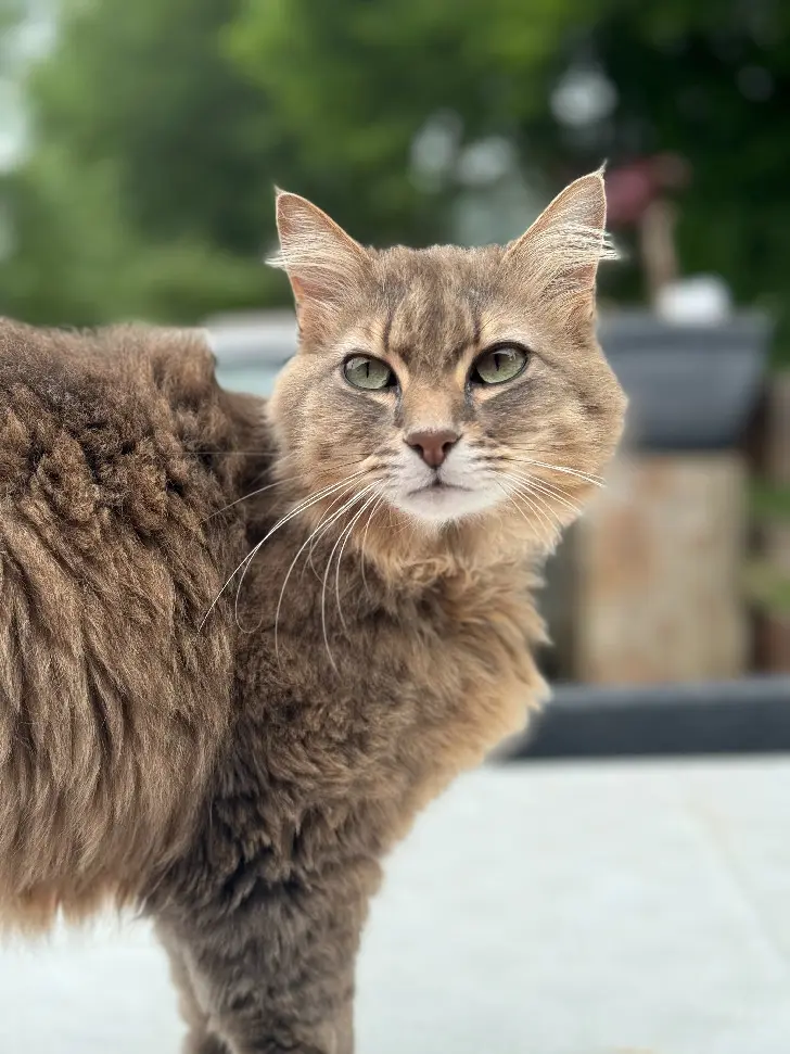 Chatte Perdue 73 Savoie Chatte Perdue 73 Savoie