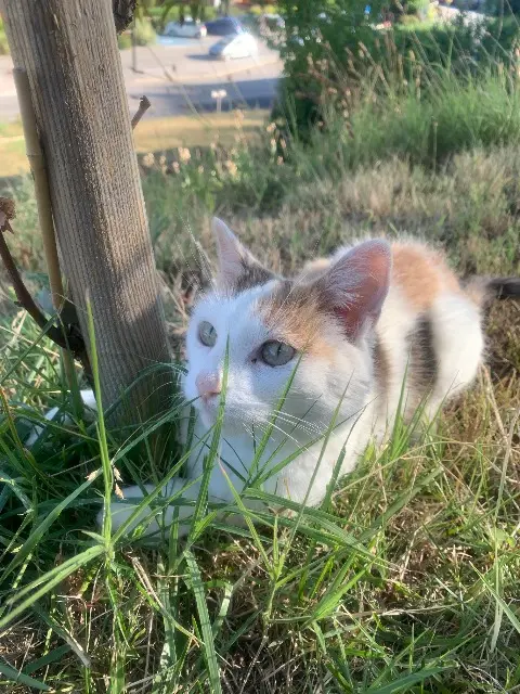 chatte lost   73210 Aime-la-Plagne Li