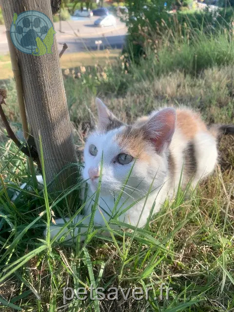 cat lost 73210 Aime-la-Plagne Li cat lost 73210 Aime-la-Plagne Li