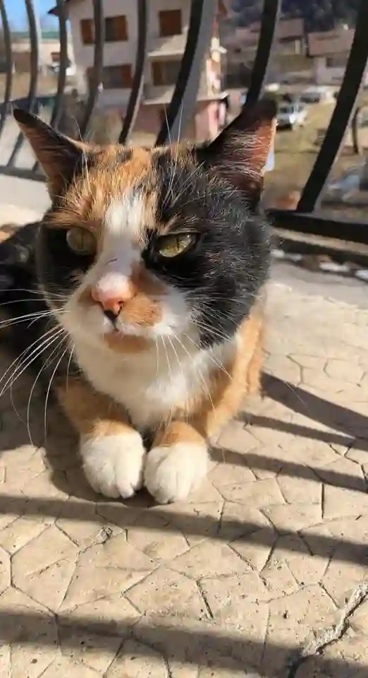 Chatte Perdue 73 Savoie Aime-la-Plagne - Minette Chatte Perdue 73 Savoie Aime-la-Plagne - Minette