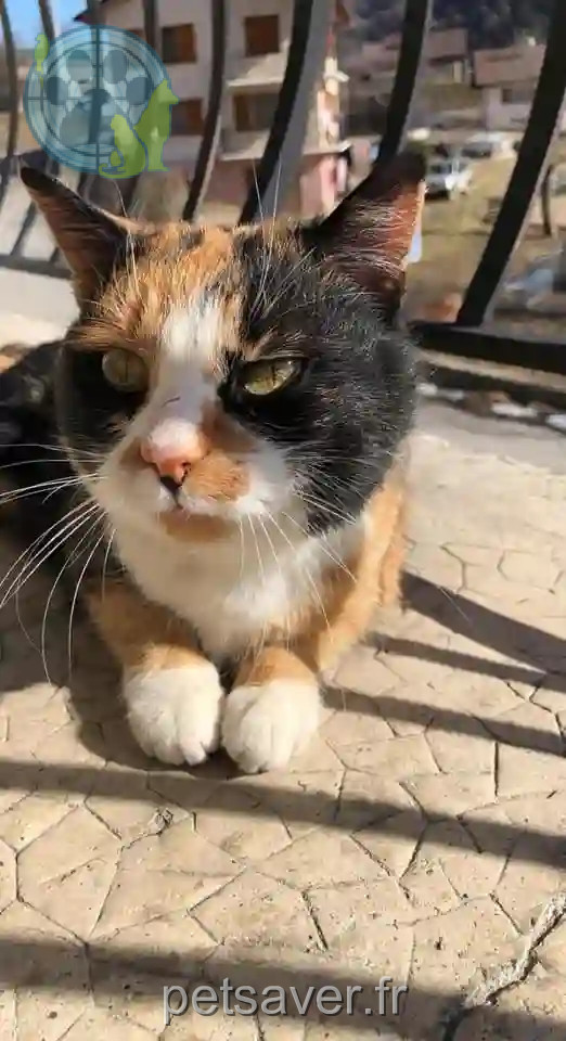 Chatte Perdue 73 Savoie Aime-la-Plagne - Minette Chatte Perdue 73 Savoie Aime-la-Plagne - Minette