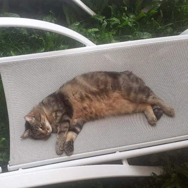 chatte lost   73270 Beaufort Api