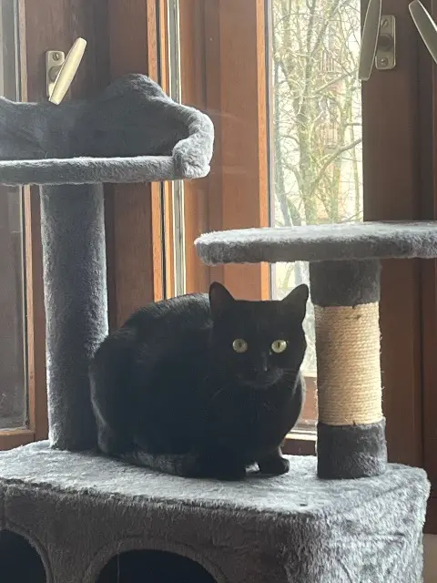 chatte lost   73000 Chambéry Bastet