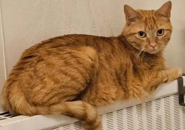 chatte lost   73230 Barby Bey