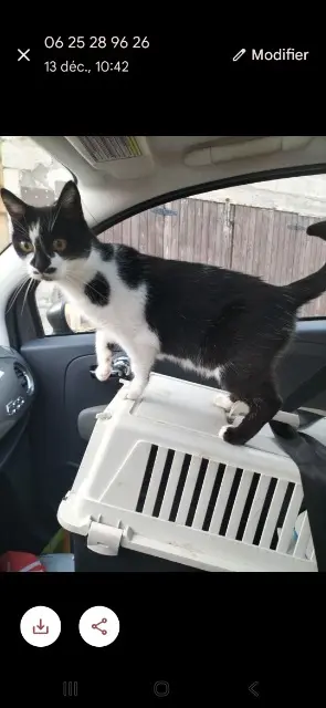 chatte lost   73470 Novalaise Bichette