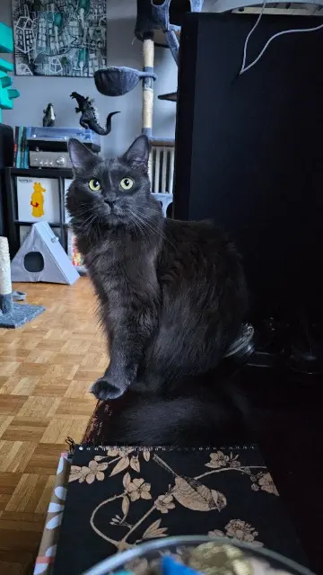 chatte lost   73000 Chambéry Bulma