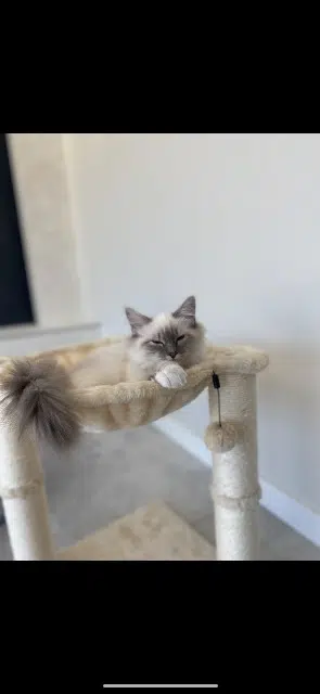 chatte lost   73000 Sonnaz Chanel