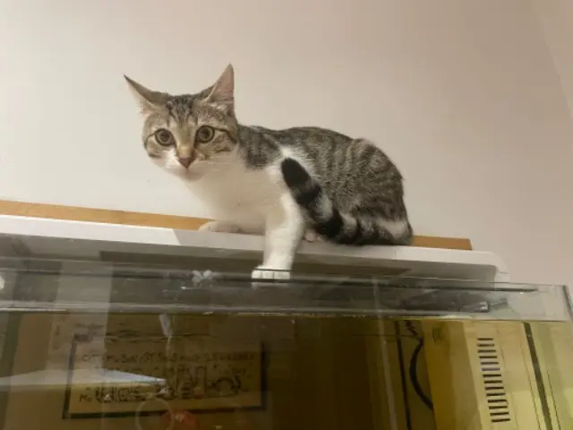 chatte lost   73000 Chambéry Chouket