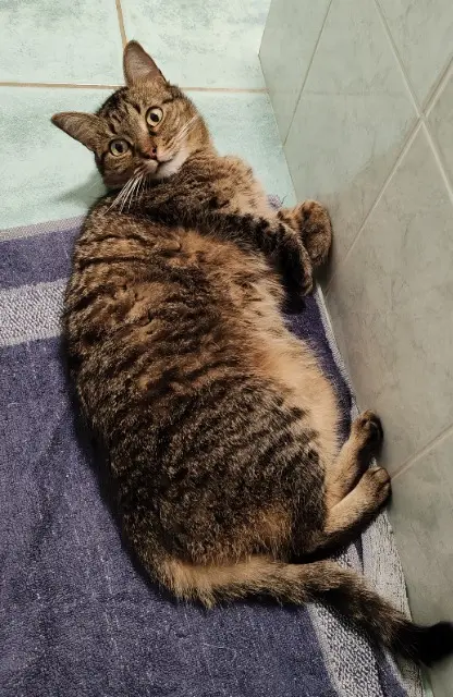 chatte lost   73170 La Chapelle-Saint-Martin Curly