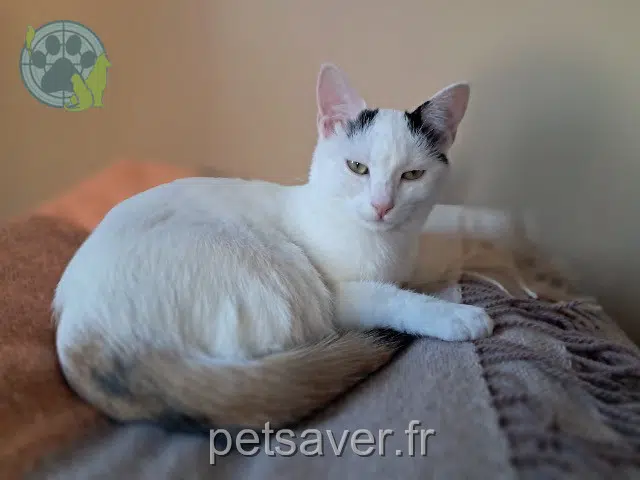 gatta lost   73000 Chambéry Céleste