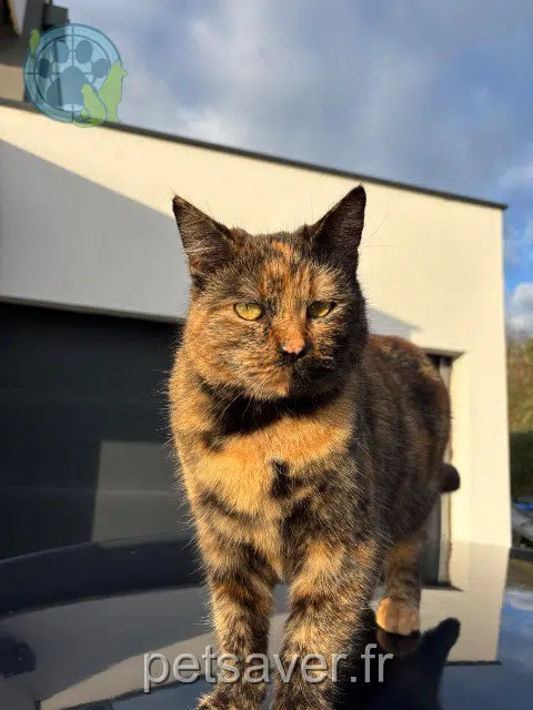 cat lost 73240 Saint-Genix-les-Villages Eevee