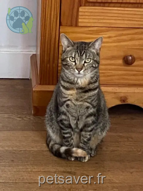Katze vermisst 73540 La Bâthie Eiko Katze lost 73540 La Bâthie Eiko