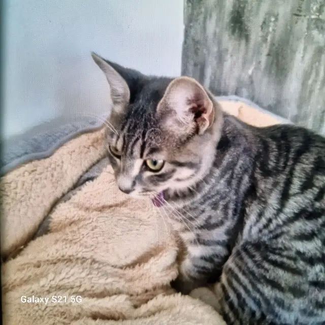 chatte lost   73000 Jacob-Bellecombette Enola