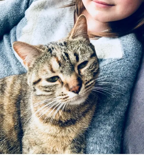 chatte lost   73490 La Ravoire Fidji