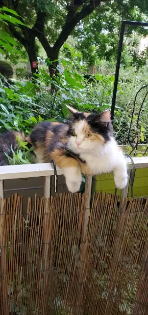 chatte lost   73490 La Ravoire Flora