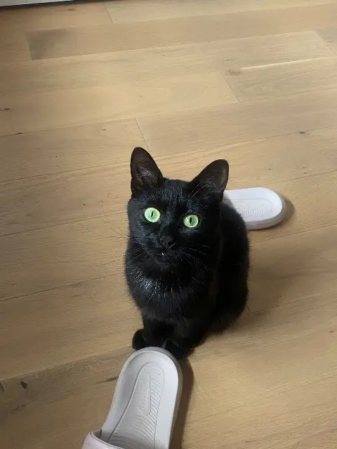 chatte lost   73370 Le Bourget-du-Lac Gigi