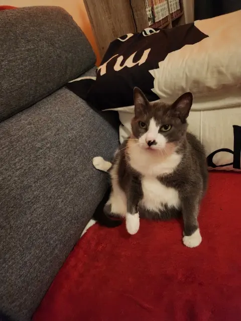 chatte lost   73160 Vimines Gnocchi