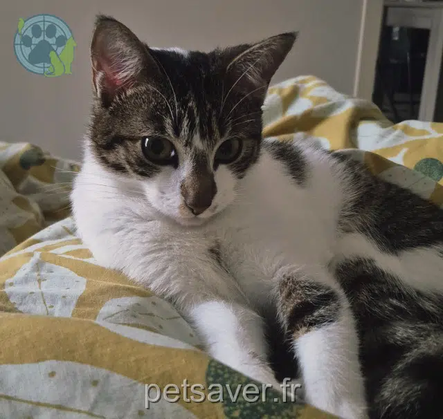 chatte lost   73800 Porte-de-Savoie Grimpette