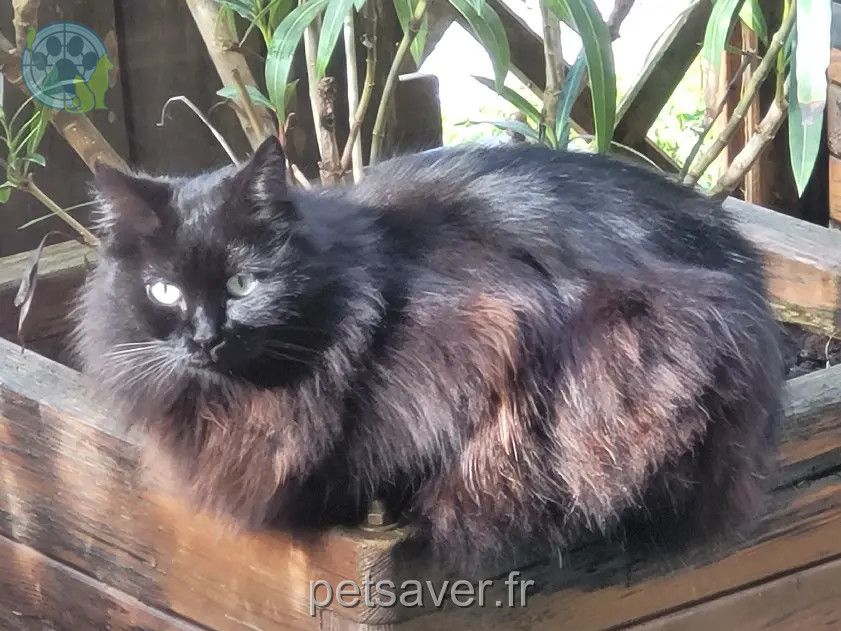 Chatte Perdue 73 Savoie Chatte Perdue 73 Savoie