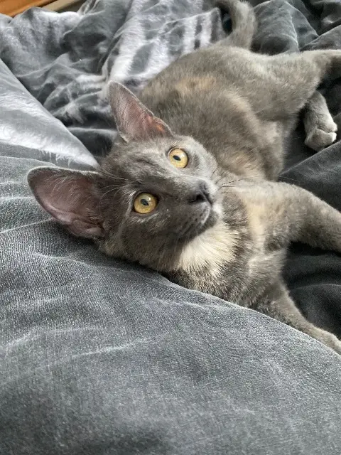 chatte lost   73460 Grésy-sur-Isère Hedda