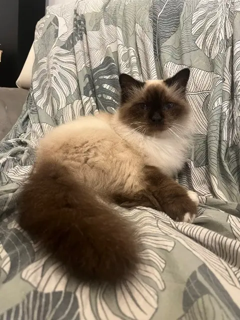 chatte lost   73000 Sonnaz Hendy