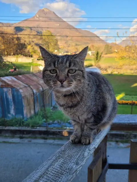 cat lost   73800 Cruet Huymi