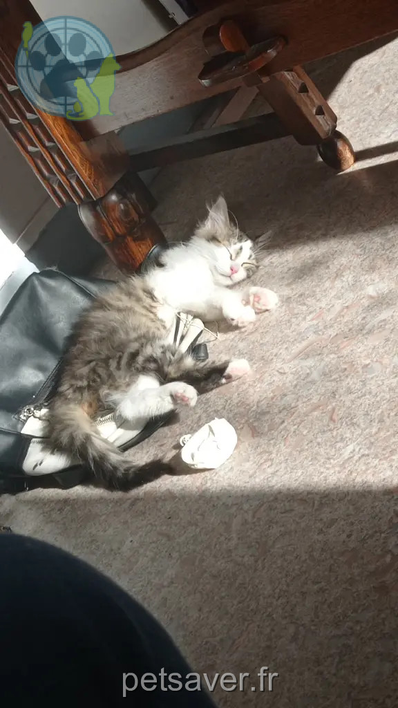 Chatte Perdue 73 Savoie - Inej Chatte Perdue 73 Savoie - Inej