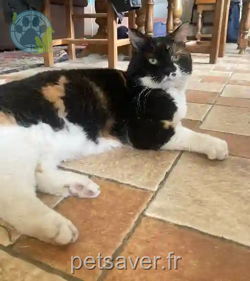 Chatte Perdue 73 Savoie - Jaïna Chatte Perdue 73 Savoie - Jaïna