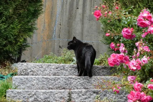 chatte lost   73500 Saint-André Kalie