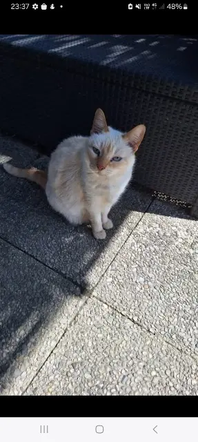 chatte lost   73390 Bourgneuf Kenny