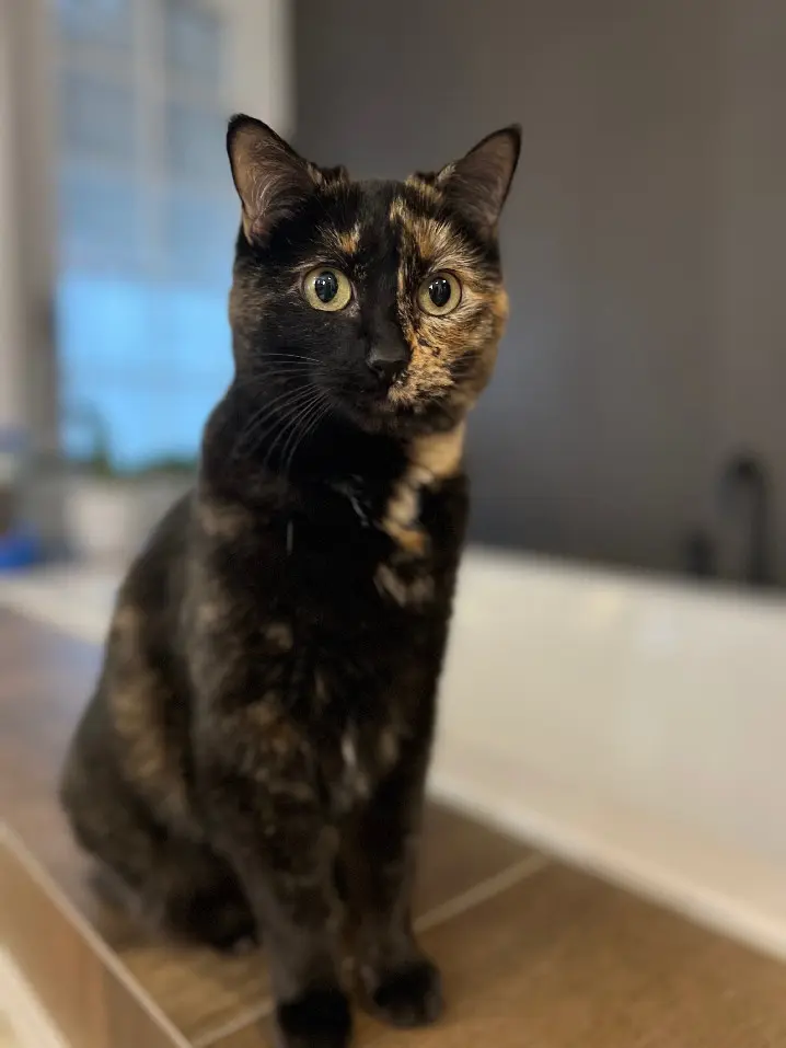 Chatte Perdue 73 Savoie - Khaleesi Chatte Perdue 73 Savoie - Khaleesi