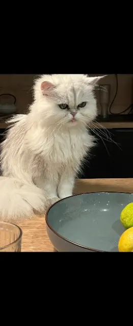 chatte lost   73000 Chambéry Louki